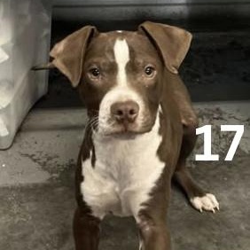 Enlarge Brussel Sprout, a ADOPTABLE mixed breed in Bethlehem, PA image 6/6