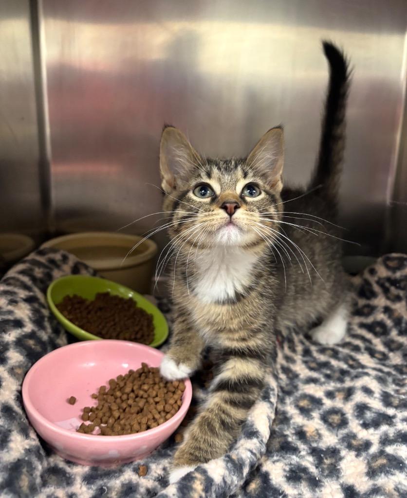 Sugar, Adoptable, Kitten Female American Shorthair.