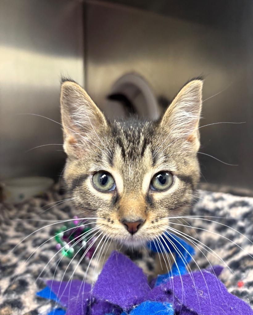 Enlarge Sugar, a Adoptable American Shorthair in Findlay, OH image 2/2