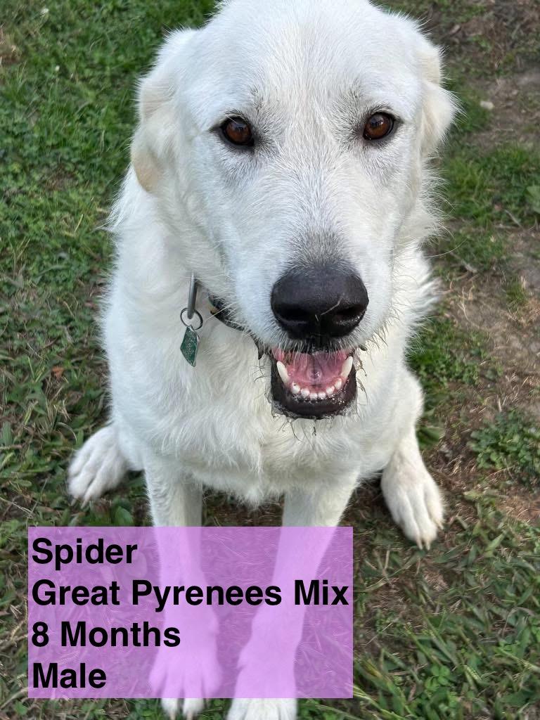 Spider, an adoptable Great Pyrenees, Komondor in Blue Springs, MO, 64015 | Photo Image 1