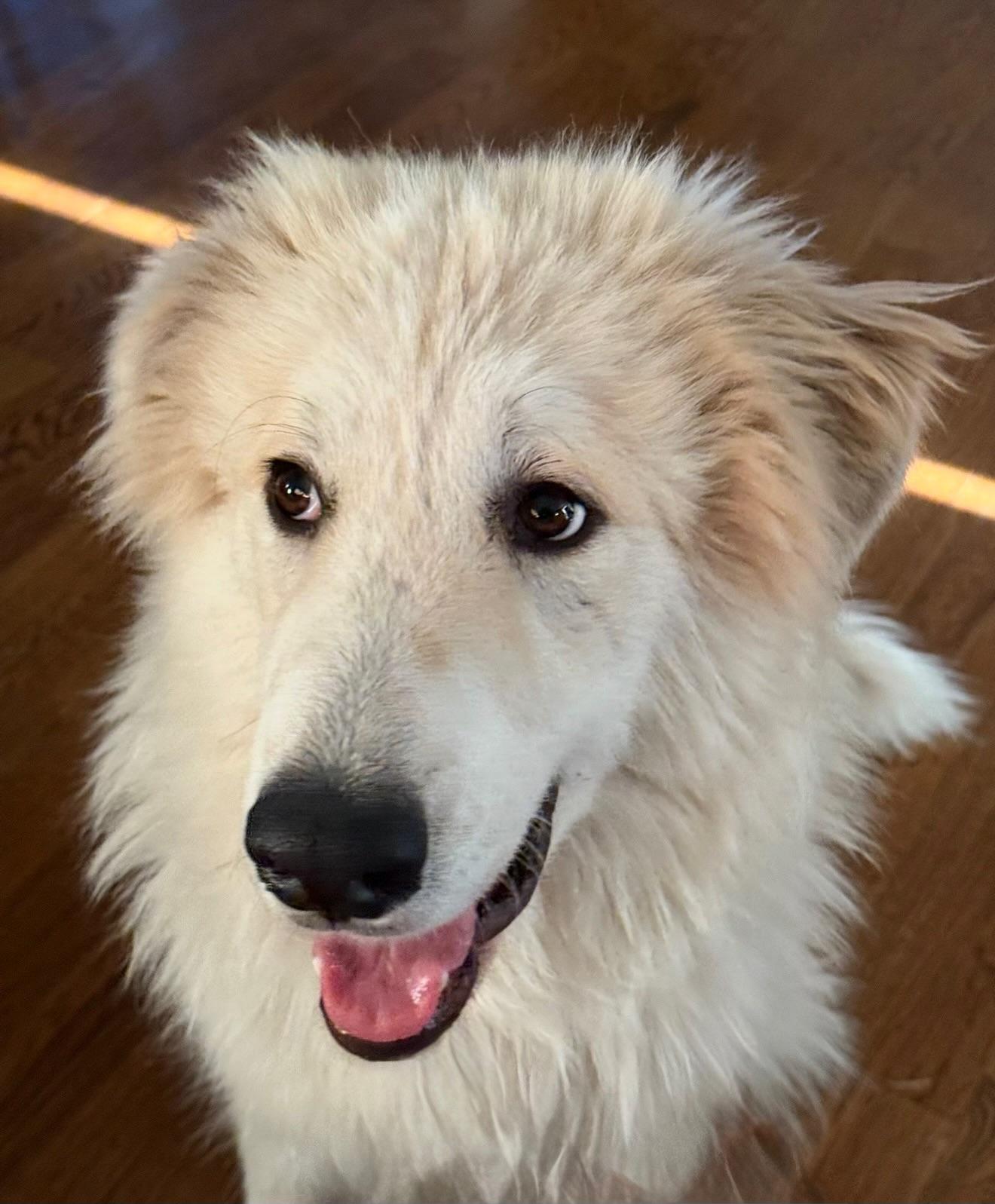 Spider, adoptable, Young Male Great Pyrenees & Komondor.