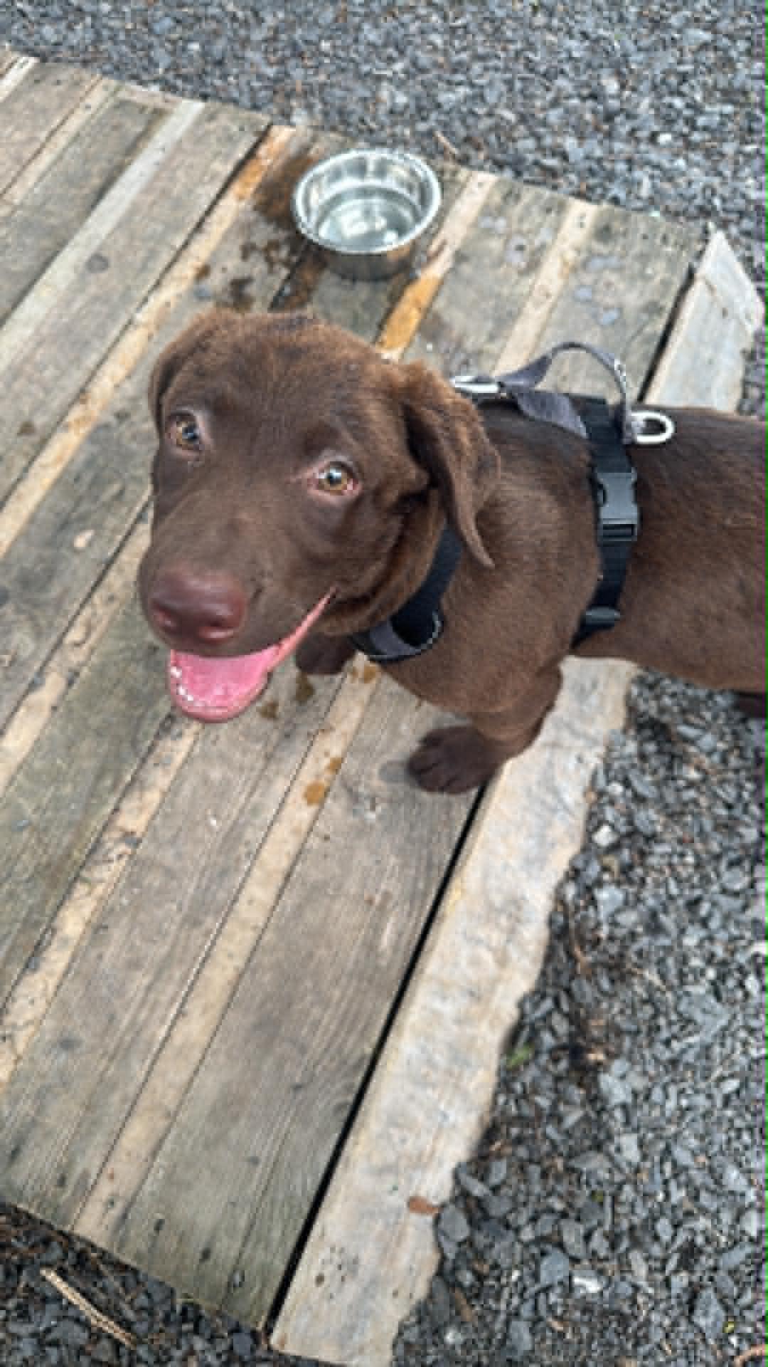 Enlarge Honey, a ADOPTABLE Chocolate Labrador Retriever in Pointe-Claire, QC image 3/5