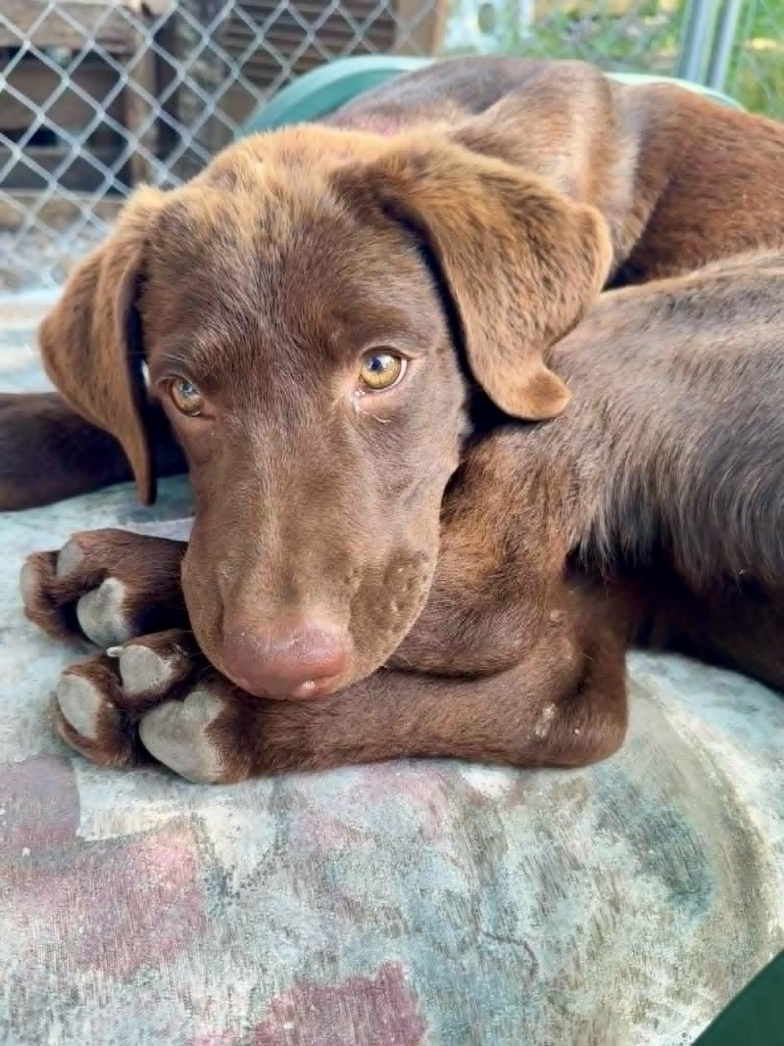 Enlarge Honey, a ADOPTABLE Chocolate Labrador Retriever in Pointe-Claire, QC image 1/5