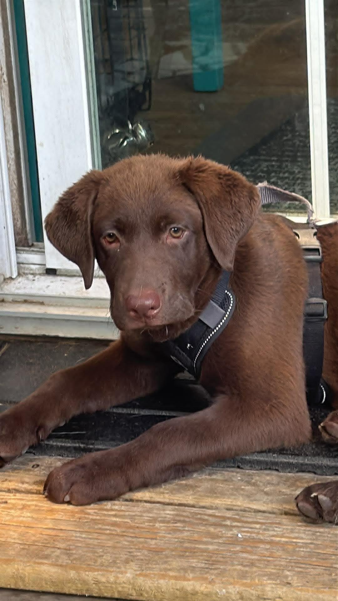 Enlarge Honey, a ADOPTABLE Chocolate Labrador Retriever in Pointe-Claire, QC image 5/5