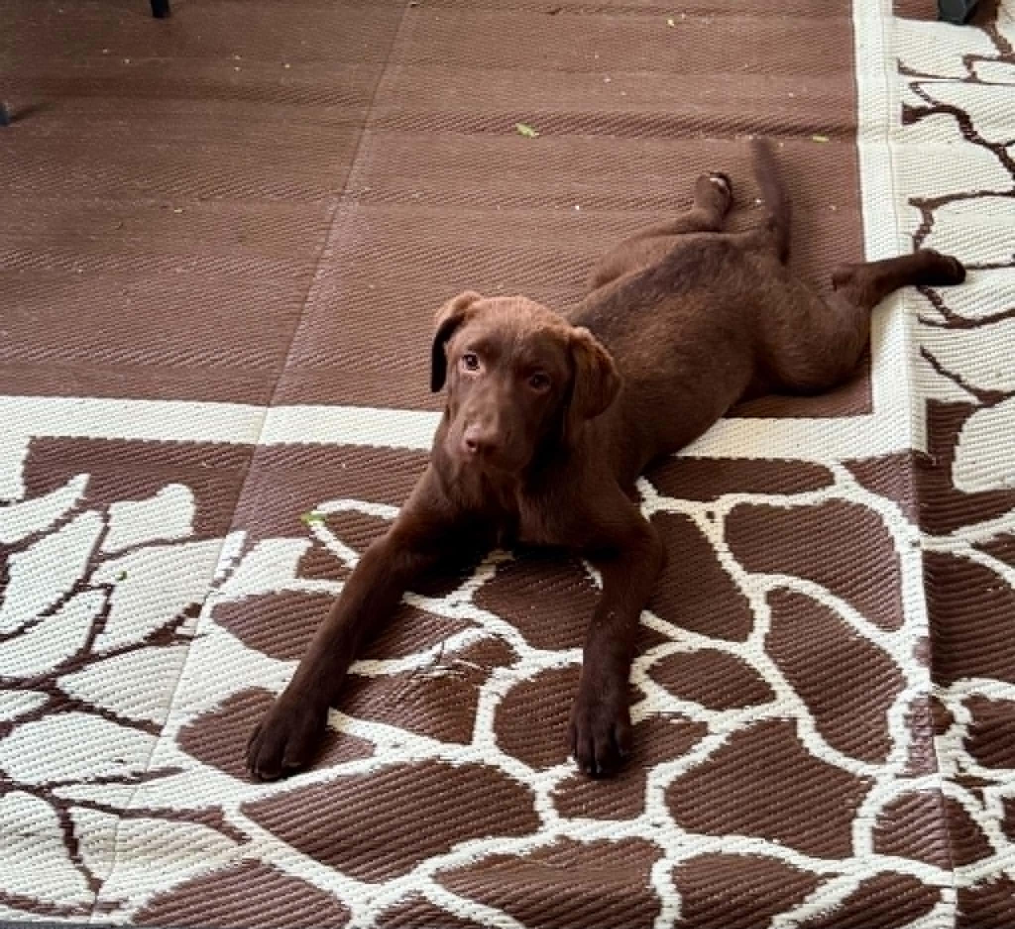 Enlarge Honey, a ADOPTABLE Chocolate Labrador Retriever in Pointe-Claire, QC image 2/5