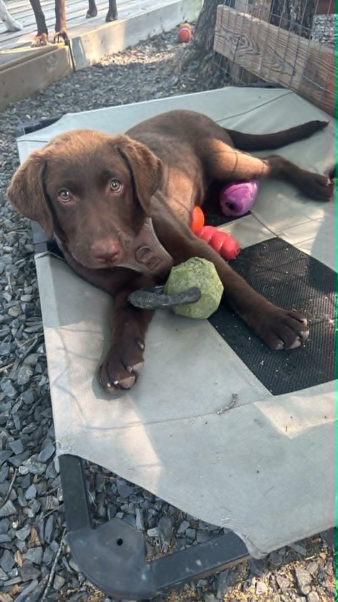Enlarge Honey, a ADOPTABLE Chocolate Labrador Retriever in Pointe-Claire, QC image 4/5