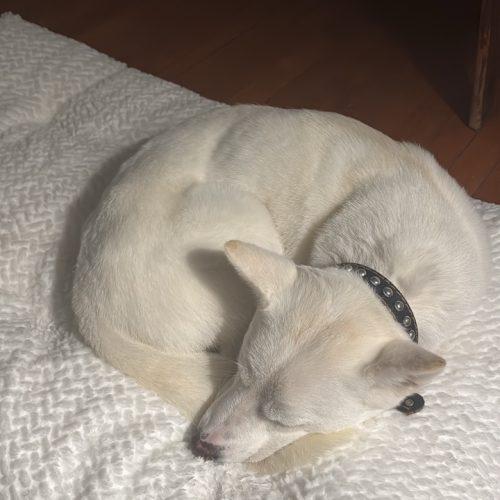 Kaya, Adoptable, Adult Female Jindo & Mixed Breed.