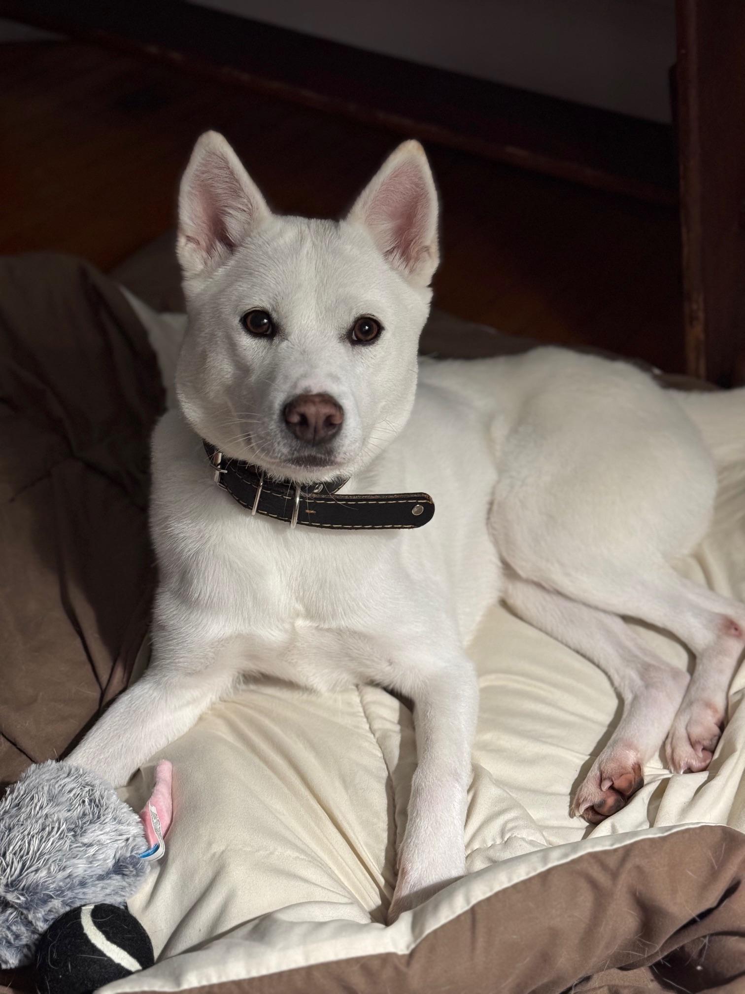 Enlarge Kaya, a Adoptable mixed breed in Sunderland, ON image 2/5