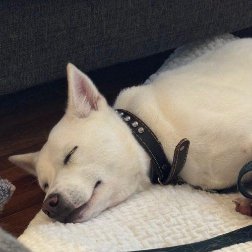 Enlarge Kaya, a Adoptable mixed breed in Sunderland, ON image 3/5