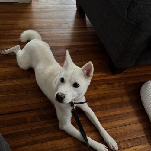 Enlarge Kaya, a Adoptable mixed breed in Sunderland, ON image 5/5