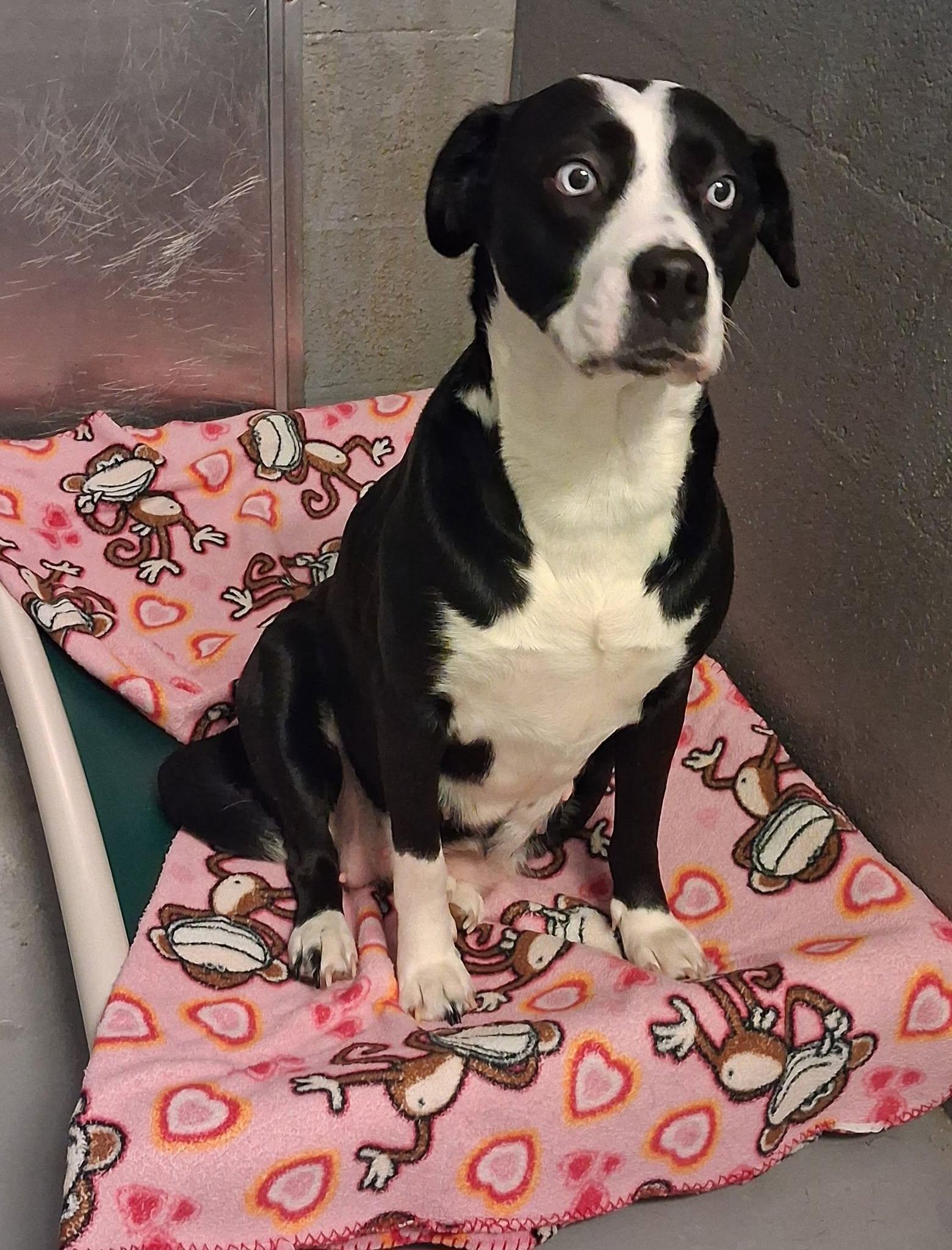 Oreo, ADOPTABLE, Adult Female Labrador Retriever & Dalmatian.