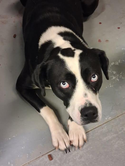 Oreo, ADOPTABLE, Adult Female Labrador Retriever & Dalmatian.