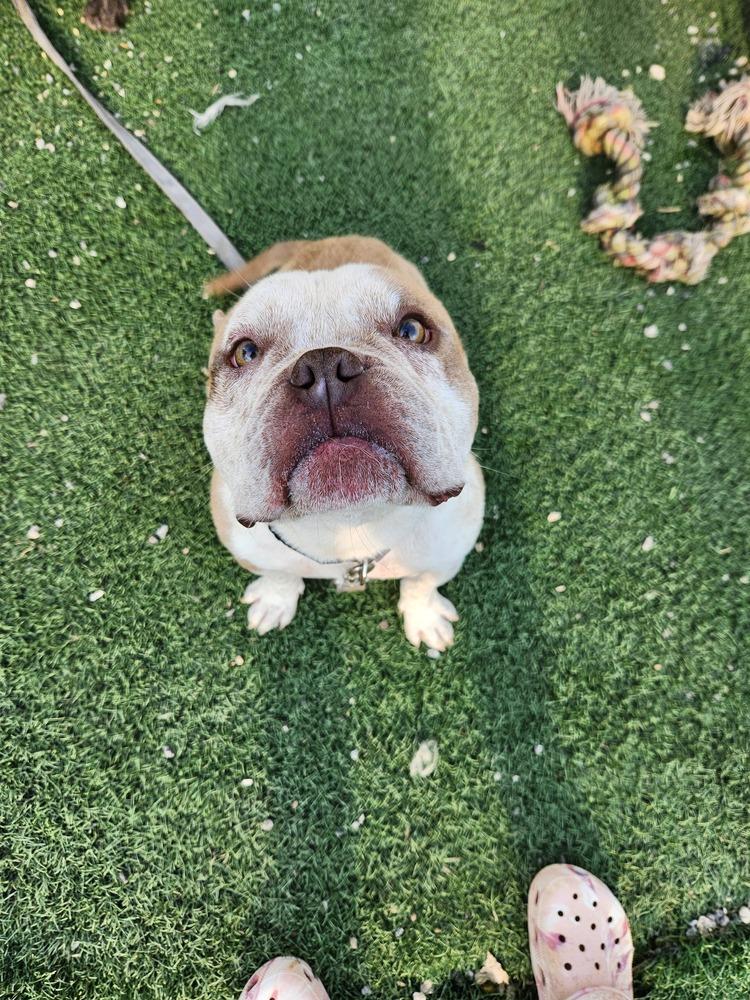 Cayto, Adoptable, Adult Male American Bully & French Bulldog.
