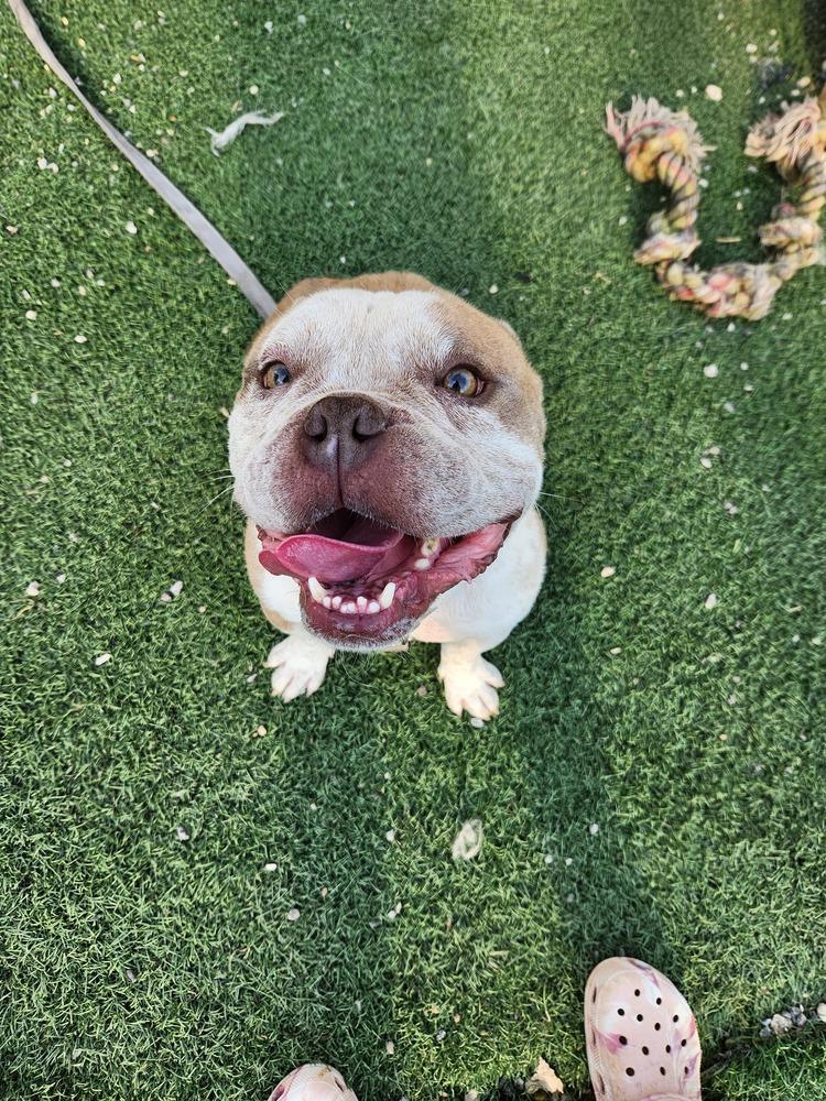 Cayto, a Adoptable mixed breed in Statesville, NC image 2/2