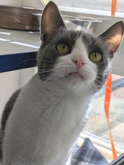 Minniehaha, Adoptable, Adult Female Domestic Short Hair & Domestic Short Hair.