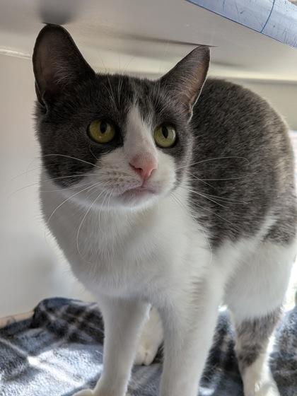 Enlarge Minniehaha, a Adoptable mixed breed in Divide, CO image 2/3