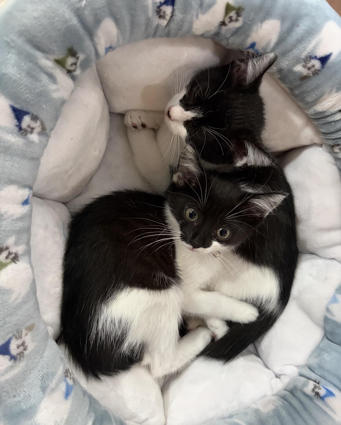 Enlarge Dipper & Bugsy ( sweet and friendly kittens), a Adoptable Domestic Short Hair in Staten island, NY image 1/5