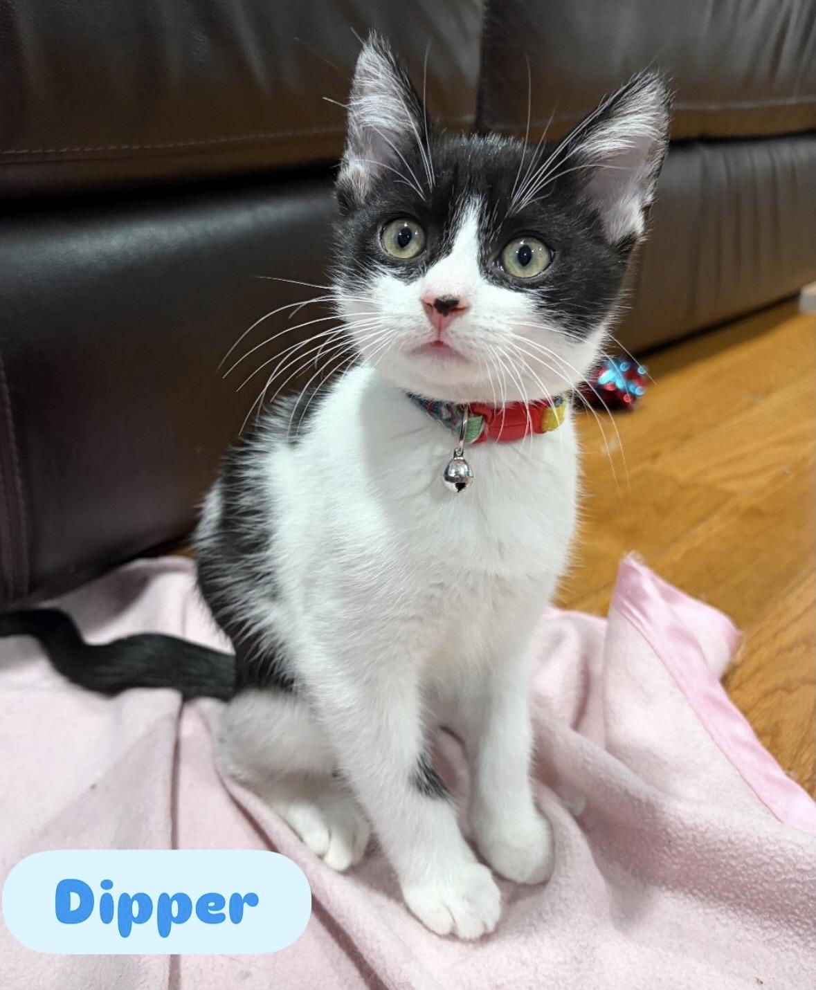 Enlarge Dipper & Bugsy ( sweet and friendly kittens), a Adoptable Domestic Short Hair in Staten island, NY image 2/5