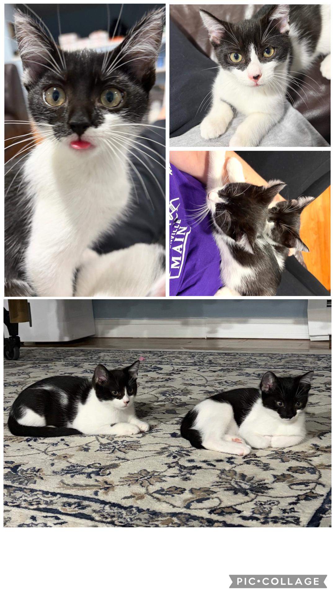 Enlarge Dipper & Bugsy ( sweet and friendly kittens), a Adoptable Domestic Short Hair in Staten island, NY image 4/5