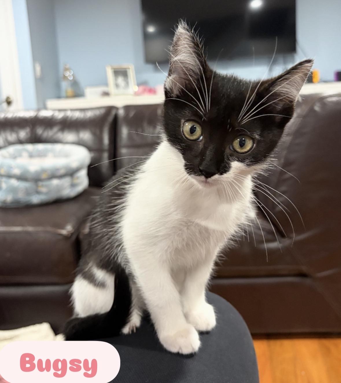 Enlarge Dipper & Bugsy ( sweet and friendly kittens), a Adoptable Domestic Short Hair in Staten island, NY image 3/5