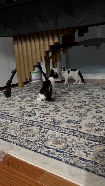 Enlarge Dipper & Bugsy ( sweet and friendly kittens), a Adoptable Domestic Short Hair in Staten island, NY video 5/5