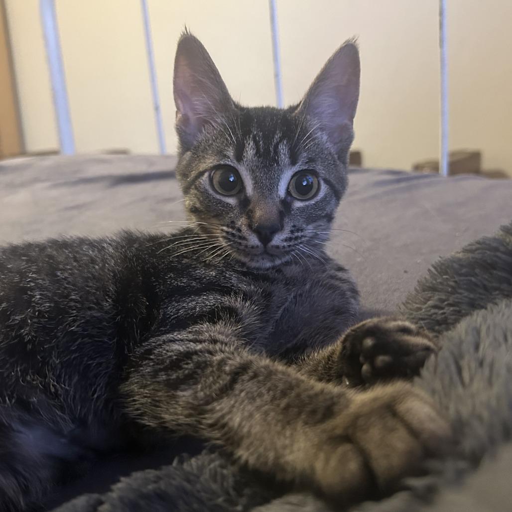 Enlarge Jack, a Adoptable Domestic Short Hair in Winston Salem, NC image 1/2