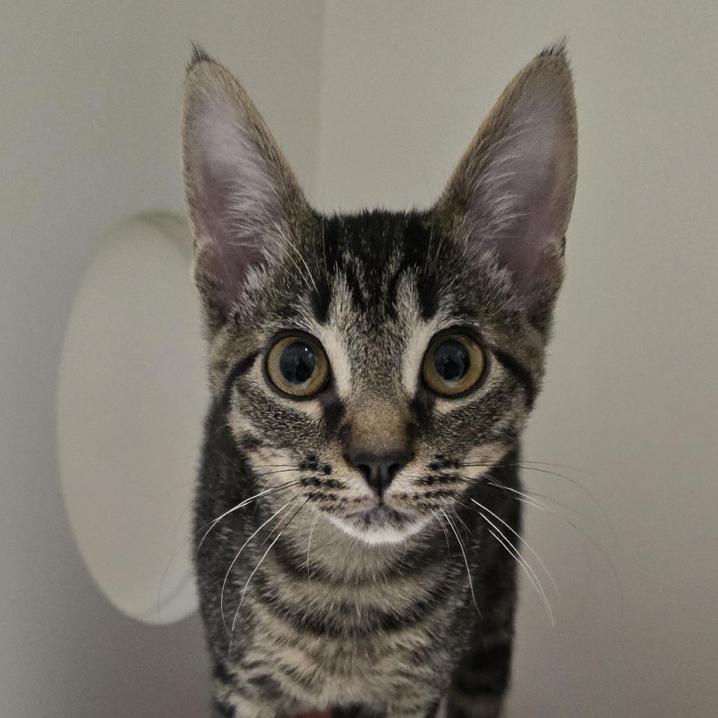 Enlarge Jack, a Adoptable Domestic Short Hair in Winston Salem, NC image 2/2