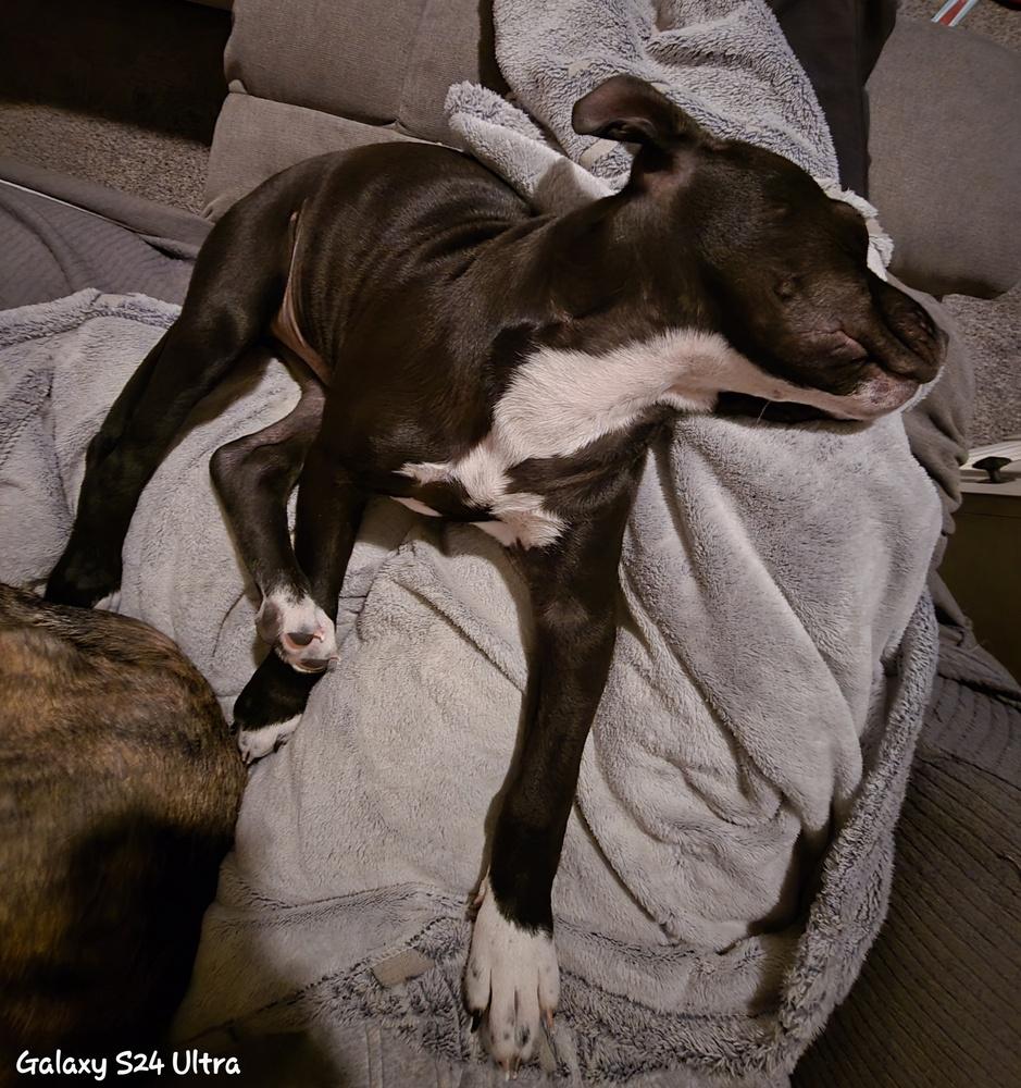 Freddy, Adoptable, Puppy Male Mixed Breed.