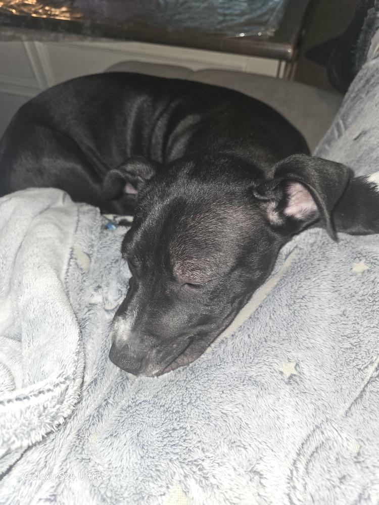 Enlarge Freddy, a Adoptable mixed breed in Clinton Township, MI image 2/6