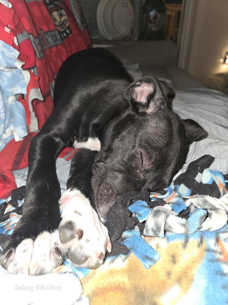 Enlarge Freddy, a Adoptable mixed breed in Clinton Township, MI image 3/6