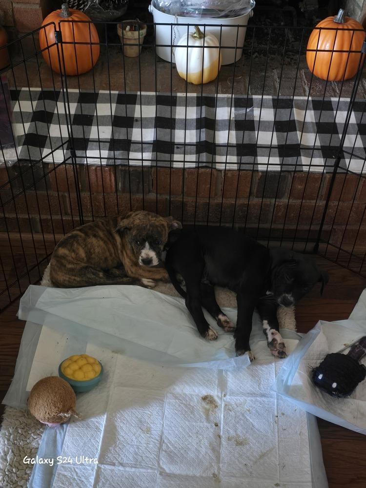 Enlarge Freddy, a Adoptable mixed breed in Clinton Township, MI image 4/6