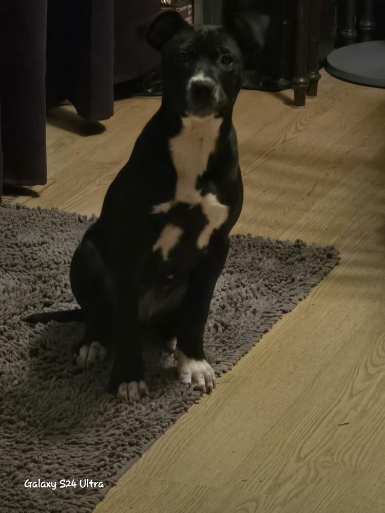 Enlarge Freddy, a Adoptable mixed breed in Clinton Township, MI image 5/6