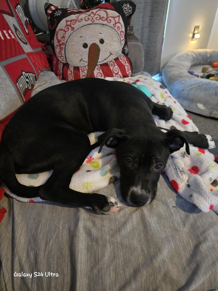 Enlarge Freddy, a Adoptable mixed breed in Clinton Township, MI image 6/6