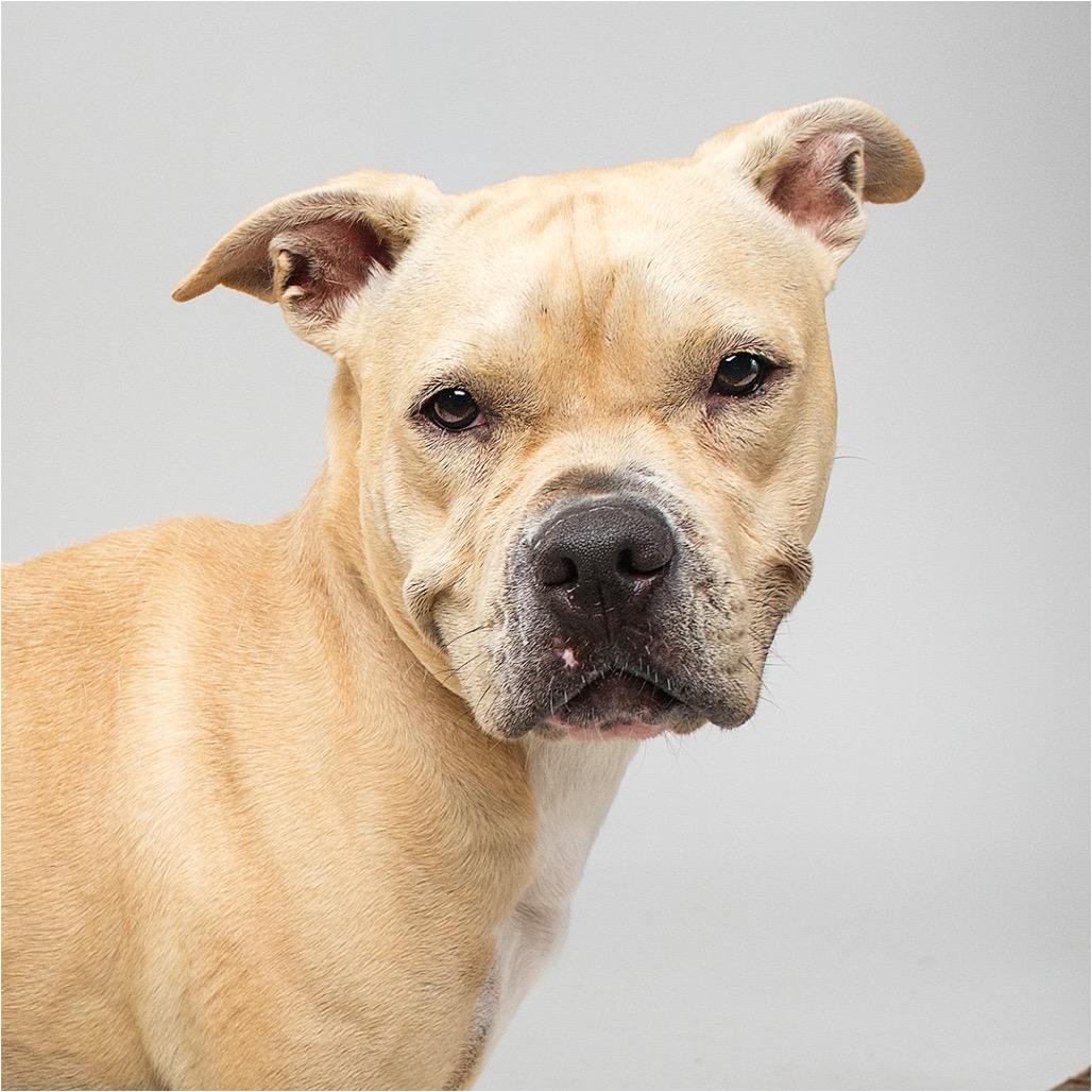 Daisy, Adoptable, Adult Female American Staffordshire Terrier.
