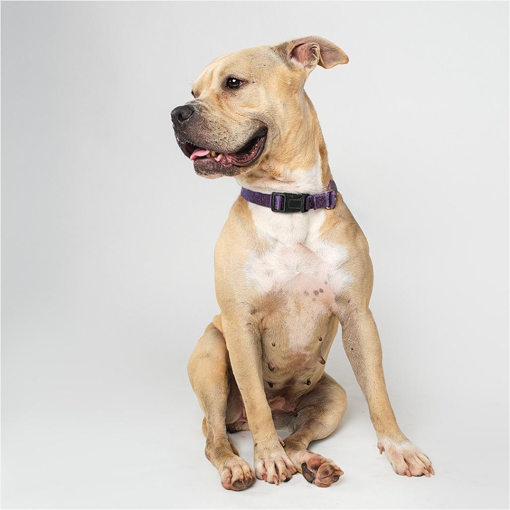 Enlarge Daisy, a Adoptable American Staffordshire Terrier in Palm Springs, CA image 2/5