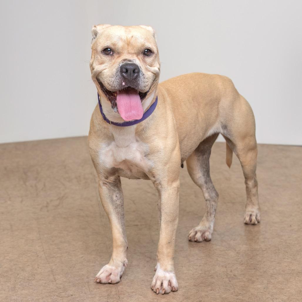 Enlarge Daisy, a Adoptable American Staffordshire Terrier in Palm Springs, CA image 1/2