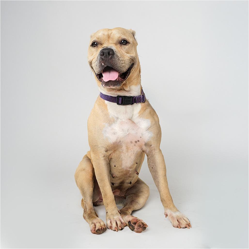 Enlarge Daisy, a Adoptable American Staffordshire Terrier in Palm Springs, CA image 4/5