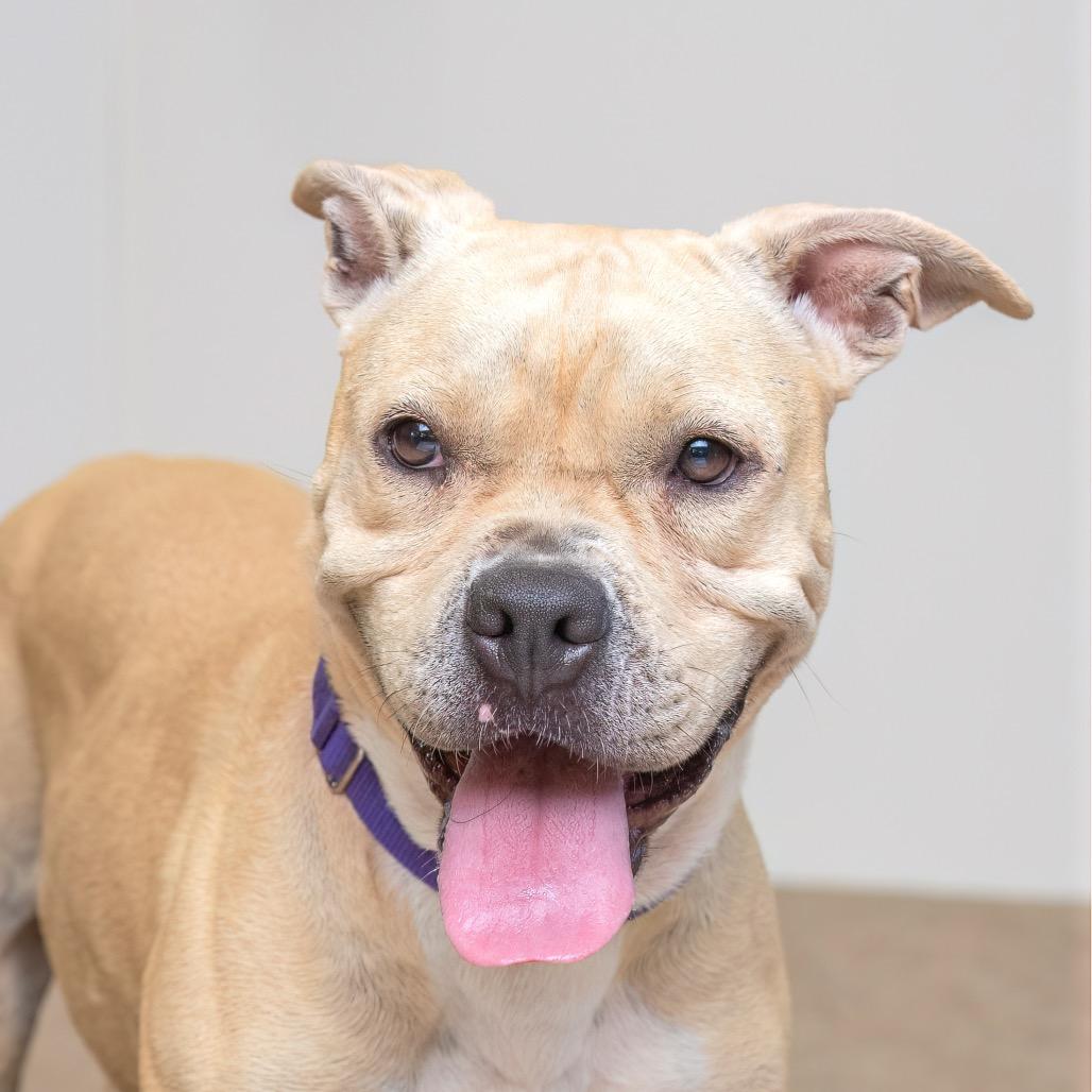 Enlarge Daisy, a Adoptable American Staffordshire Terrier in Palm Springs, CA image 2/2