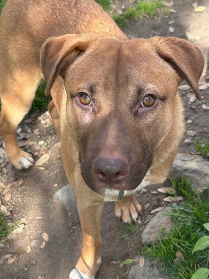 Pugsley, Adoptable, Young Male Pit Bull Terrier & Mixed Breed.