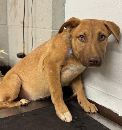Pugsley, Adoptable, Young Male Pit Bull Terrier & Mixed Breed.