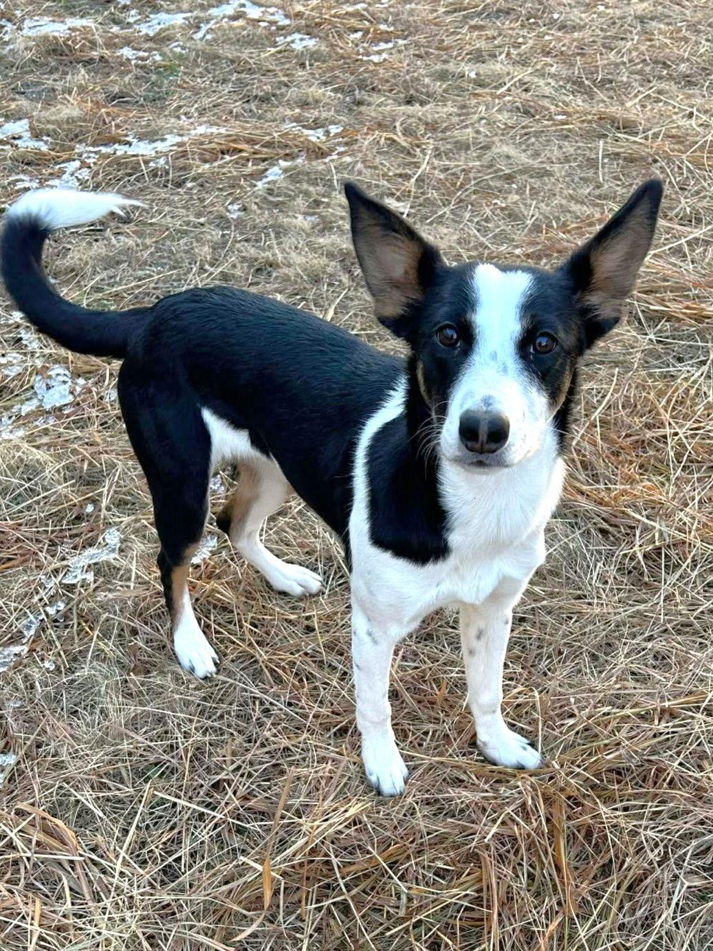 Enlarge Nettie, a Adoptable Border Collie in North Newton, KS image 3/3