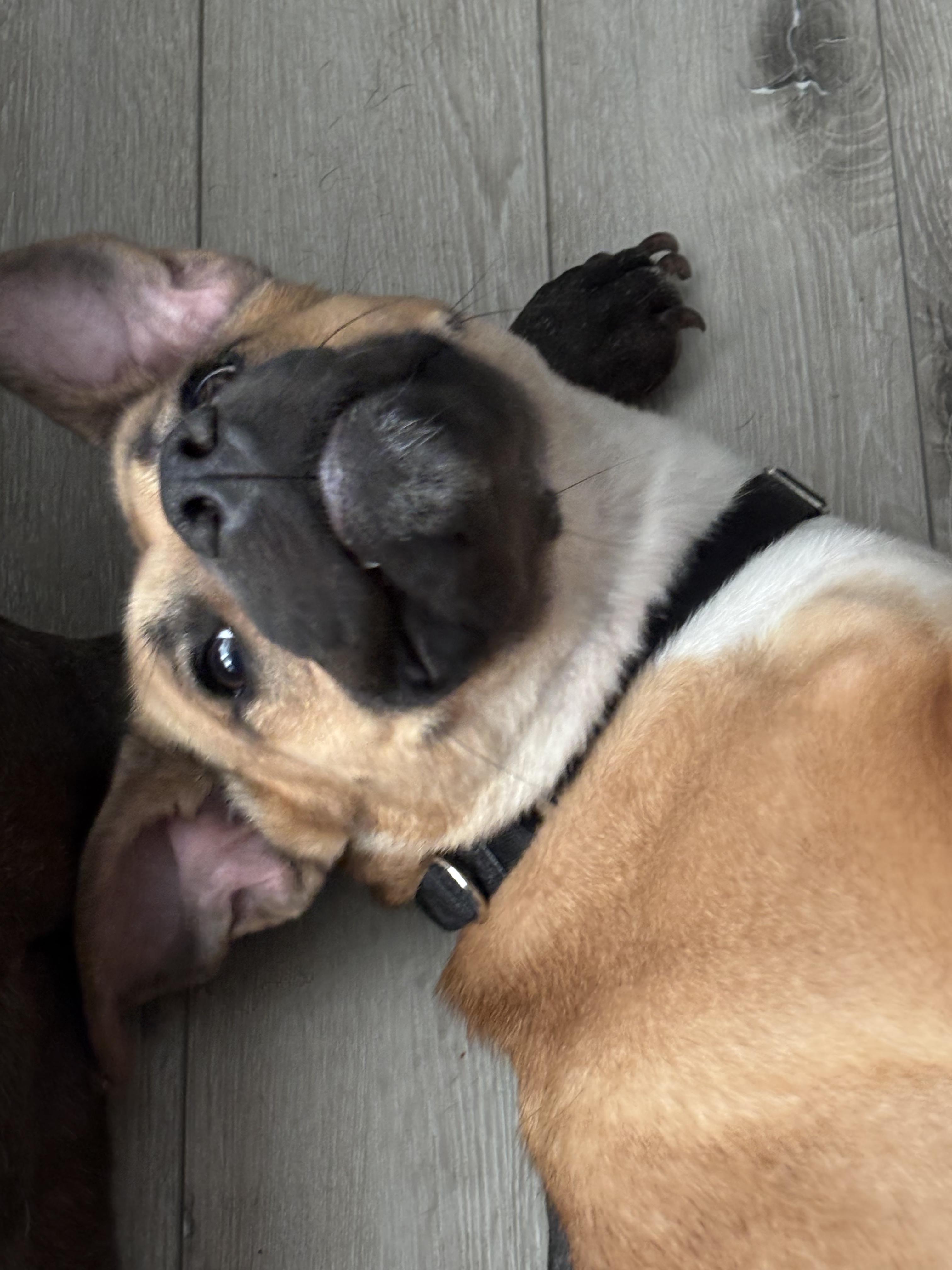 Maisie, a Adoptable mixed breed in Vallonia, IN image 2/6