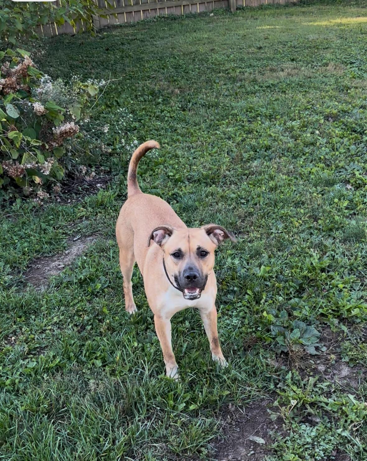 Maisie, a Adoptable mixed breed in Vallonia, IN image 4/6