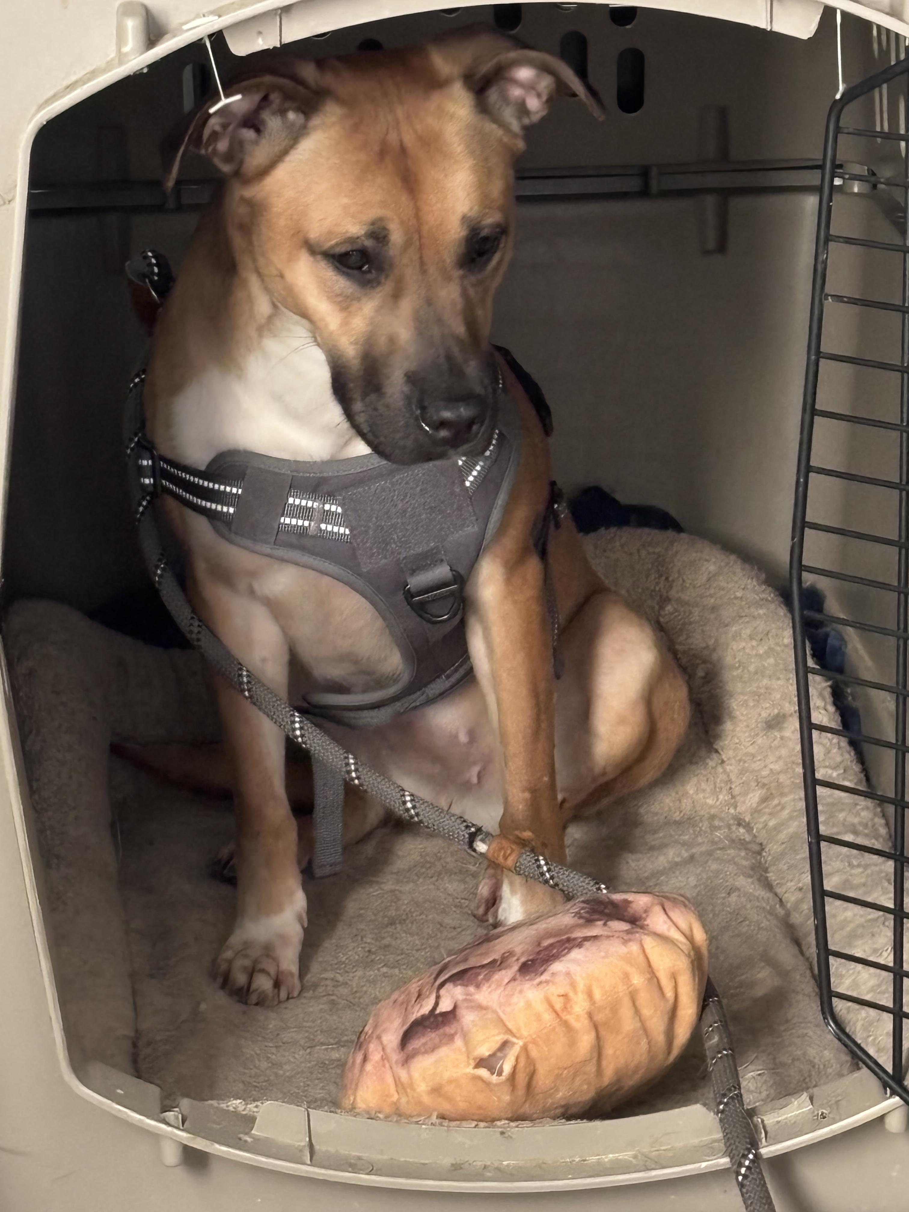 Maisie, a Adoptable mixed breed in Vallonia, IN image 5/6