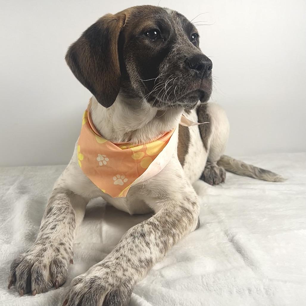 Enlarge Farah, a Adoptable Saint Bernard in Johnson City, TN image 1/6