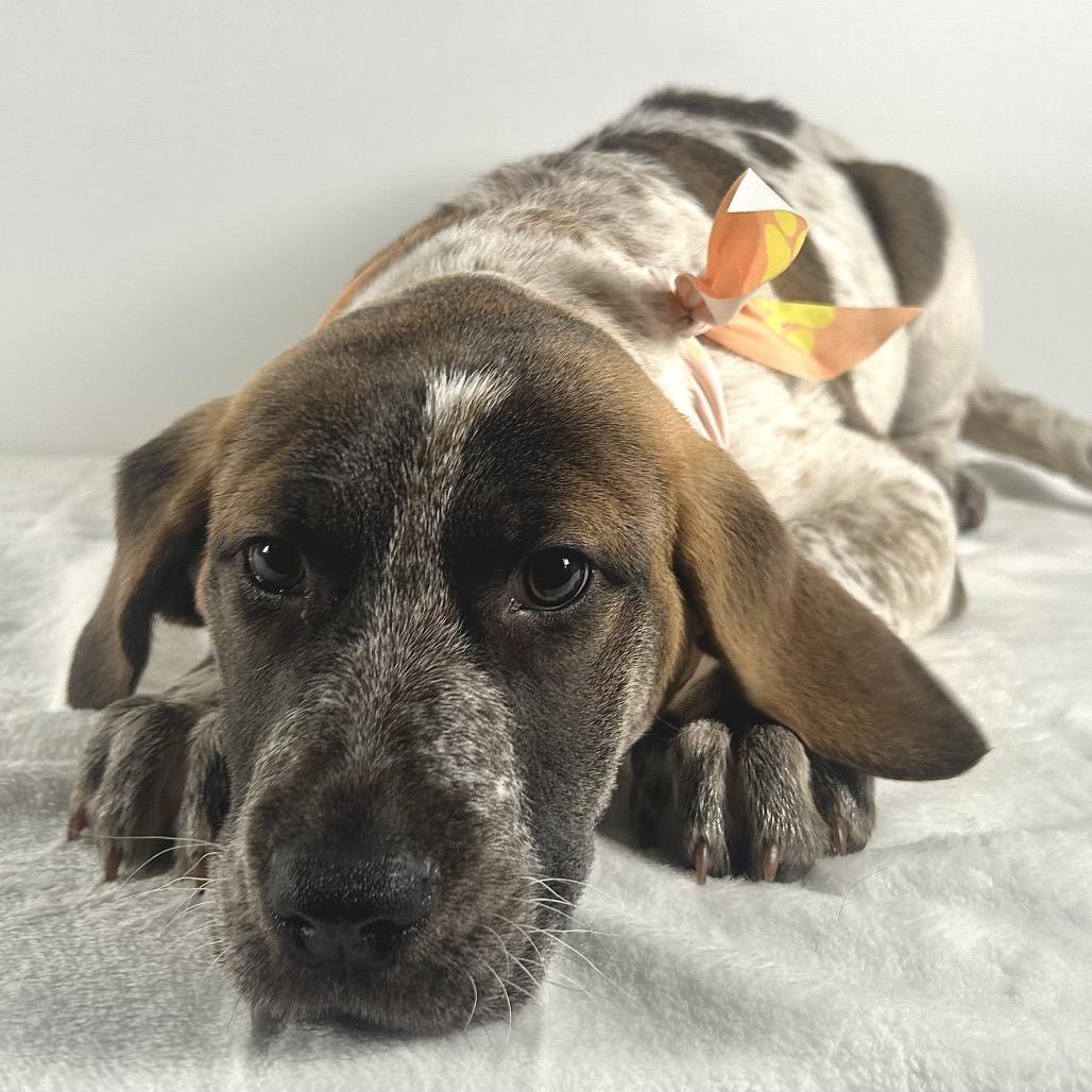 Enlarge Farah, a Adoptable Saint Bernard in Johnson City, TN image 2/6