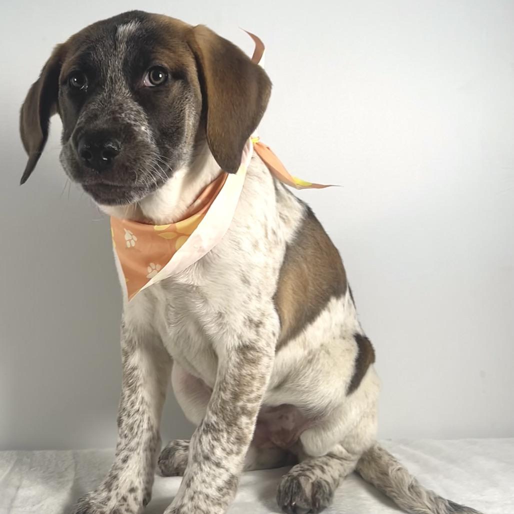 Enlarge Farah, a Adoptable Saint Bernard in Johnson City, TN image 3/6