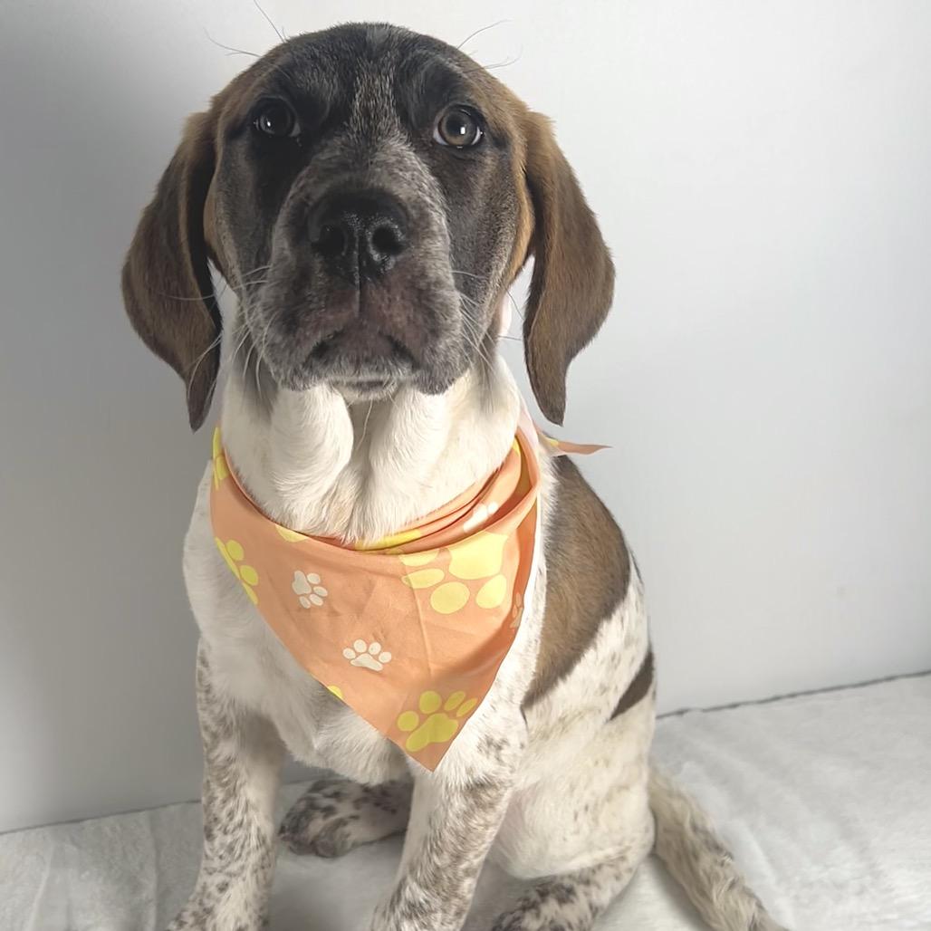 Enlarge Farah, a Adoptable Saint Bernard in Johnson City, TN image 4/6