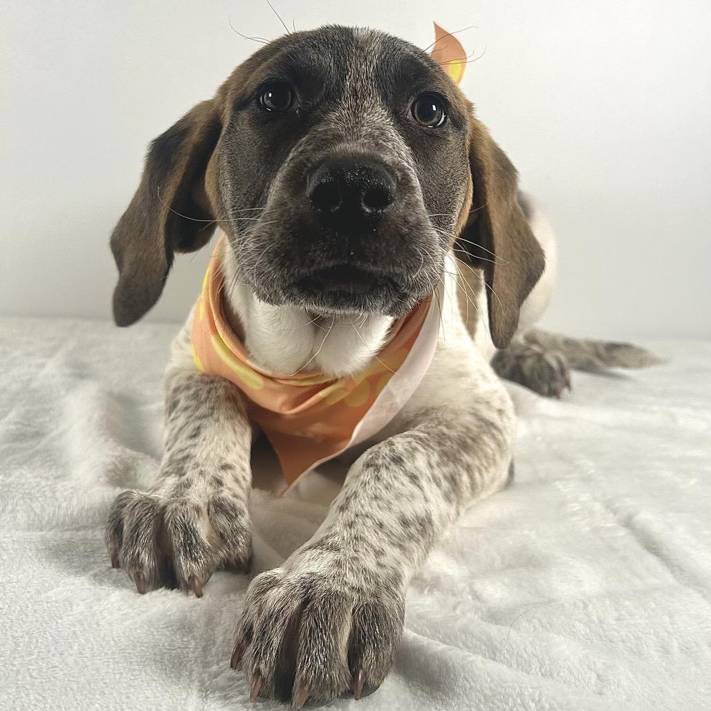 Enlarge Farah, a Adoptable Saint Bernard in Johnson City, TN image 5/6