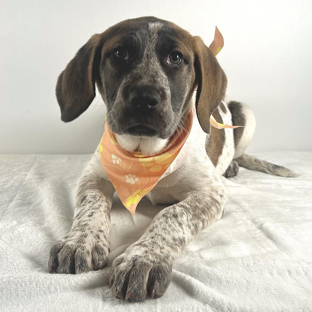 Enlarge Farah, a Adoptable Saint Bernard in Johnson City, TN image 6/6